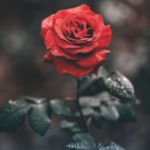 Meet your Posher, Danice